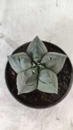 ASTROPHYTUM cv KIKKO Nº 690 – vaso 11 - Imagem 11