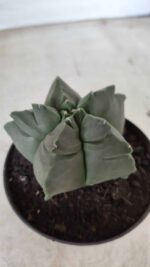 ASTROPHYTUM cv KIKKO Nº 690 – vaso 11 - Imagem 10