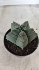 ASTROPHYTUM cv KIKKO Nº 690 – vaso 11 - Imagem 9