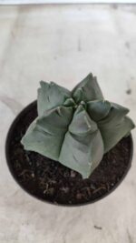 ASTROPHYTUM cv KIKKO Nº 690 – vaso 11 - Imagem 8