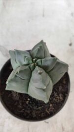 ASTROPHYTUM cv KIKKO Nº 690 – vaso 11 - Imagem 6