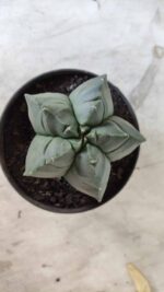 ASTROPHYTUM cv KIKKO Nº 690 – vaso 11 - Imagem 3