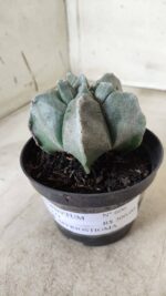 ASTROPHYTUM cv KIKKO Myriostigma Nº 606 – vaso 11 - Imagem 10