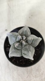 ASTROPHYTUM cv KIKKO Myriostigma Nº 606 – vaso 11 - Imagem 3