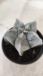 ASTROPHYTUM cv KIKKO Myriostigma Nº 606 – vaso 11 - Imagem 8