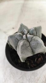 ASTROPHYTUM cv KIKKO Myriostigma Nº 606 – vaso 11 - Imagem 7