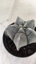ASTROPHYTUM cv KIKKO Myriostigma Nº 606 – vaso 11 - Imagem 6