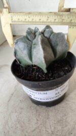 ASTROPHYTUM cv KIKKO Myriostigma Nº 606 – vaso 11 - Imagem 4