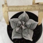 ASTROPHYTUM cv KIKKO Myriostigma Nº 606 – vaso 11