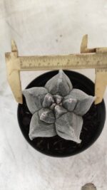 ASTROPHYTUM cv KIKKO Myriostigma Nº 606 – vaso 11