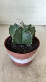 ASTROPHYTUM cv KIKKO  Nº 696 – vaso 11 - Imagem 2