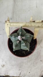 ASTROPHYTUM cv KIKKO  Nº 696 – vaso 11 - Imagem 5