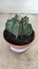 ASTROPHYTUM cv KIKKO  Nº 696 – vaso 11 - Imagem 11