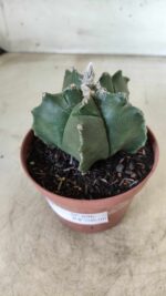 ASTROPHYTUM cv KIKKO  Nº 696 – vaso 11 - Imagem 10