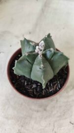 ASTROPHYTUM cv KIKKO  Nº 696 – vaso 11 - Imagem 9