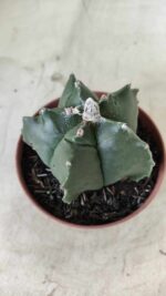ASTROPHYTUM cv KIKKO  Nº 696 – vaso 11 - Imagem 8