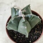 ASTROPHYTUM cv KIKKO  Nº 696 – vaso 11