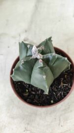 ASTROPHYTUM cv KIKKO  Nº 696 – vaso 11