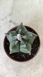 ASTROPHYTUM cv KIKKO  Nº 696 – vaso 11 - Imagem 3