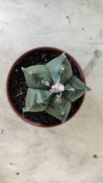 ASTROPHYTUM cv KIKKO  Nº 696 – vaso 11 - Imagem 6