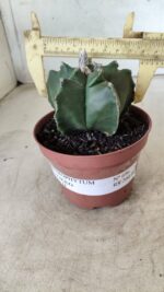 ASTROPHYTUM cv KIKKO  Nº 696 – vaso 11 - Imagem 4