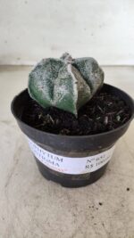 ASTROPHYTUM MYRIOSTIGMA "4 Quinas"  Nº 651 – vaso 11 - Imagem 2
