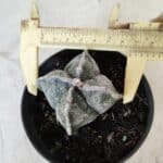 ASTROPHYTUM MYRIOSTIGMA "4 Quinas"  Nº 651 – vaso 11