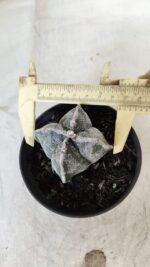 ASTROPHYTUM MYRIOSTIGMA "4 Quinas"  Nº 651 – vaso 11
