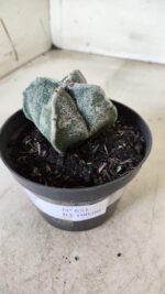 ASTROPHYTUM MYRIOSTIGMA "4 Quinas"  Nº 651 – vaso 11 - Imagem 11