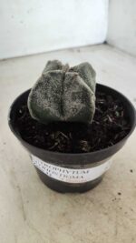 ASTROPHYTUM MYRIOSTIGMA "4 Quinas"  Nº 651 – vaso 11 - Imagem 10