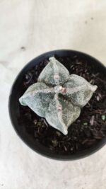 ASTROPHYTUM MYRIOSTIGMA "4 Quinas"  Nº 651 – vaso 11 - Imagem 3