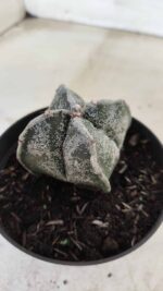 ASTROPHYTUM MYRIOSTIGMA "4 Quinas"  Nº 651 – vaso 11 - Imagem 9