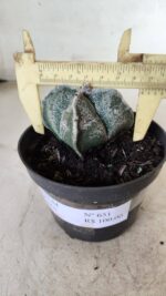 ASTROPHYTUM MYRIOSTIGMA "4 Quinas"  Nº 651 – vaso 11 - Imagem 7