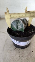 ASTROPHYTUM MYRIOSTIGMA "4 Quinas"  Nº 651 – vaso 11 - Imagem 4