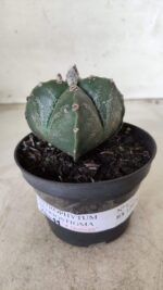 ASTROPHYTUM MYRIOSTIGMA "4 Quinas"  Nº 628 – vaso 11 - Imagem 2