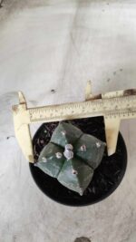 ASTROPHYTUM MYRIOSTIGMA "4 Quinas"  Nº 628 – vaso 11 - Imagem 5