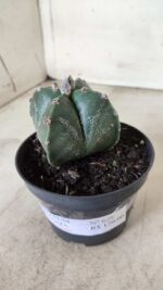 ASTROPHYTUM MYRIOSTIGMA "4 Quinas"  Nº 628 – vaso 11 - Imagem 11
