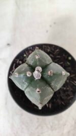 ASTROPHYTUM MYRIOSTIGMA "4 Quinas"  Nº 628 – vaso 11 - Imagem 6