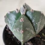 ASTROPHYTUM MYRIOSTIGMA "4 Quinas"  Nº 628 – vaso 11