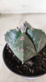 ASTROPHYTUM MYRIOSTIGMA "4 Quinas"  Nº 628 – vaso 11
