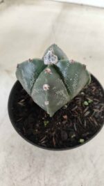 ASTROPHYTUM MYRIOSTIGMA "4 Quinas"  Nº 628 – vaso 11 - Imagem 9