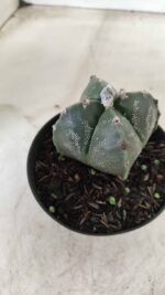 ASTROPHYTUM MYRIOSTIGMA "4 Quinas"  Nº 628 – vaso 11 - Imagem 8
