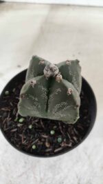 ASTROPHYTUM MYRIOSTIGMA "4 Quinas"  Nº 628 – vaso 11 - Imagem 7