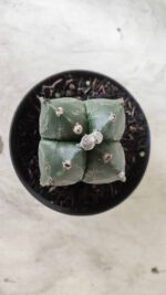 ASTROPHYTUM MYRIOSTIGMA "4 Quinas"  Nº 628 – vaso 11 - Imagem 3
