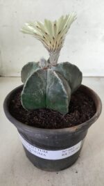 ASTROPHYTUM MYRIOSTIGMA Nº 665 – vaso 15 - Imagem 2