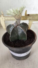 ASTROPHYTUM MYRIOSTIGMA Nº 665 – vaso 15 - Imagem 5