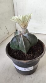 ASTROPHYTUM MYRIOSTIGMA Nº 665 – vaso 15 - Imagem 11