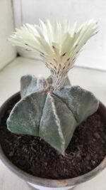 ASTROPHYTUM MYRIOSTIGMA Nº 665 – vaso 15 - Imagem 10