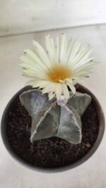 ASTROPHYTUM MYRIOSTIGMA Nº 665 – vaso 15 - Imagem 9