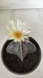 ASTROPHYTUM MYRIOSTIGMA Nº 665 – vaso 15